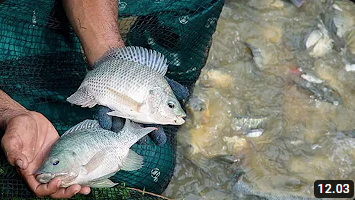 KUNCI SUKSES BUDIDAYA IKAN NILA DARI AWAL SAMPAI PANEN